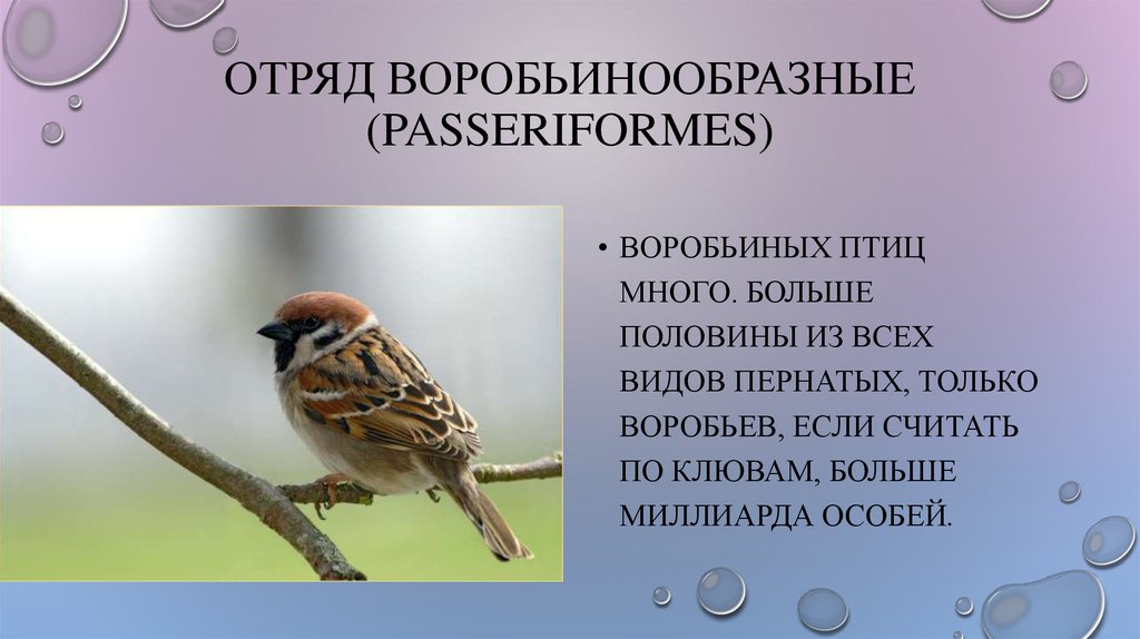 Реферат: Надотряд типичные новонёбные птицы. Отряд страусы