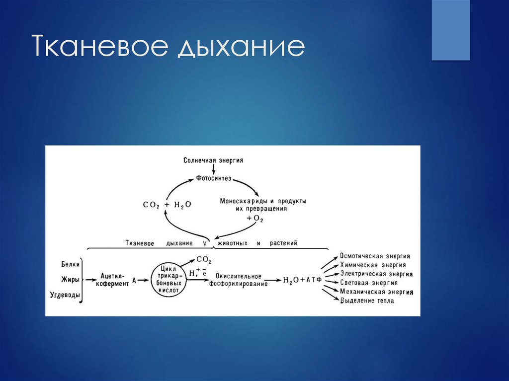 Схема тканевого дыхания