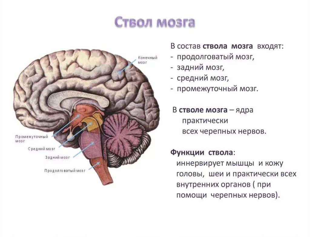 Ствол головного мозга включает отдел. Головной мозг отделы ствола мозга. Ствол головного мозга строение и функции. Состав ствола мозга. Назовите отделы ствола головного мозга.