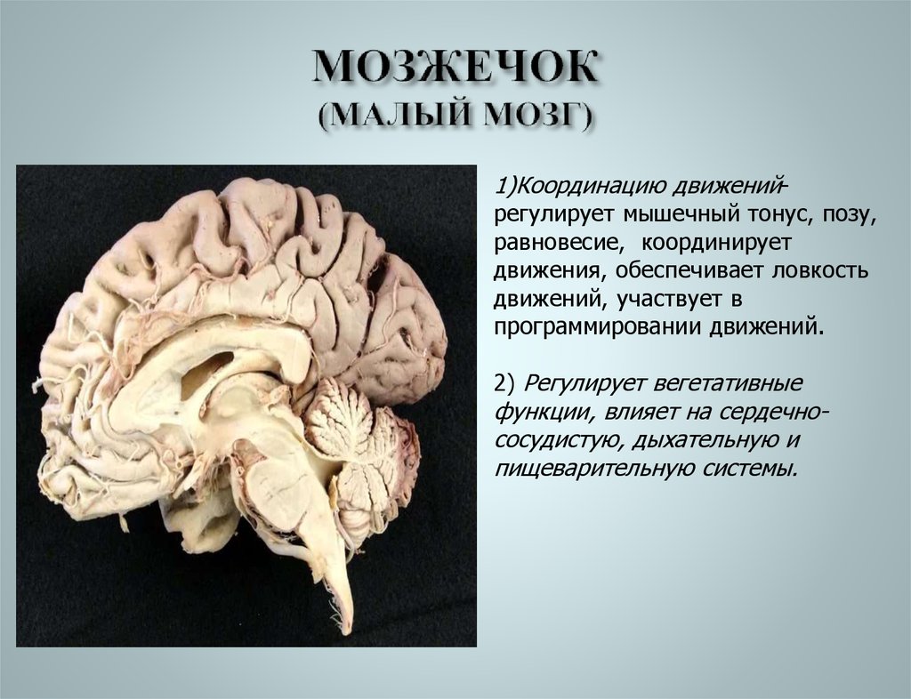 Мозжечок отвечает за