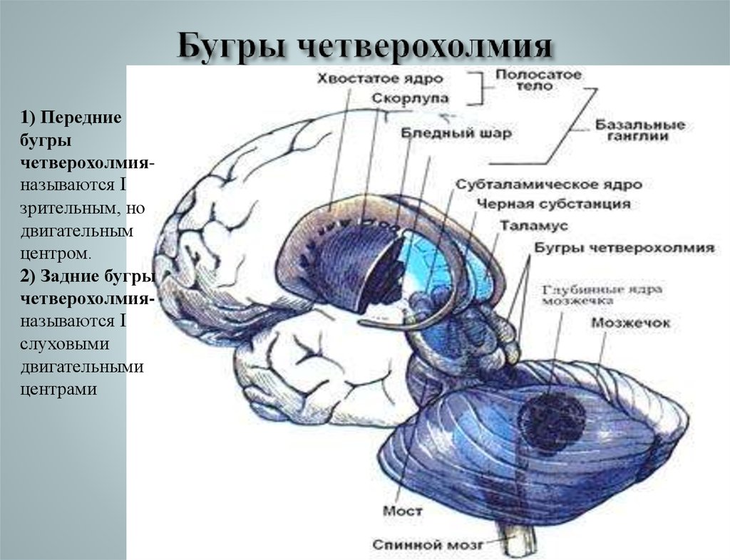 Тест на темное ядро личности