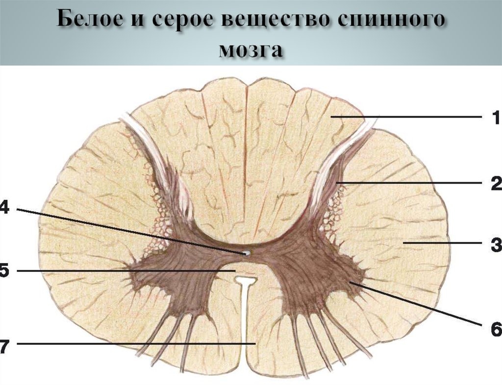 Серое и белое вещество спинного мозга картинка