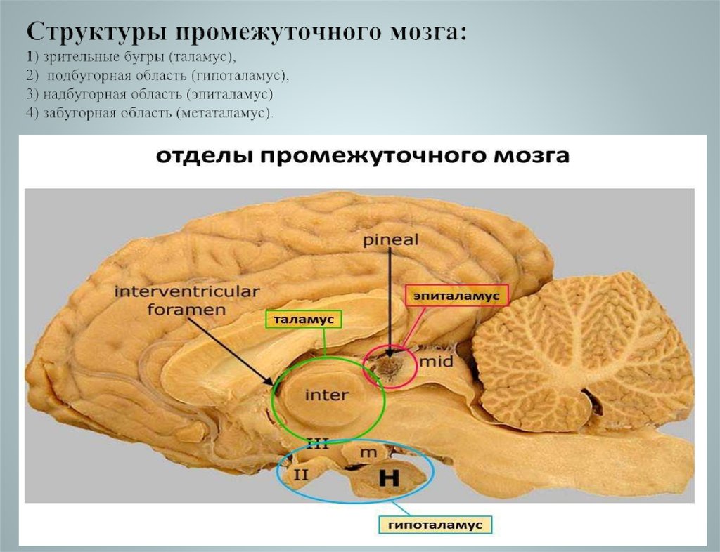 Таламус мозга это. Таламус анатомия. Мозг структура таламус. Таламус эпиталамус метаталамус.