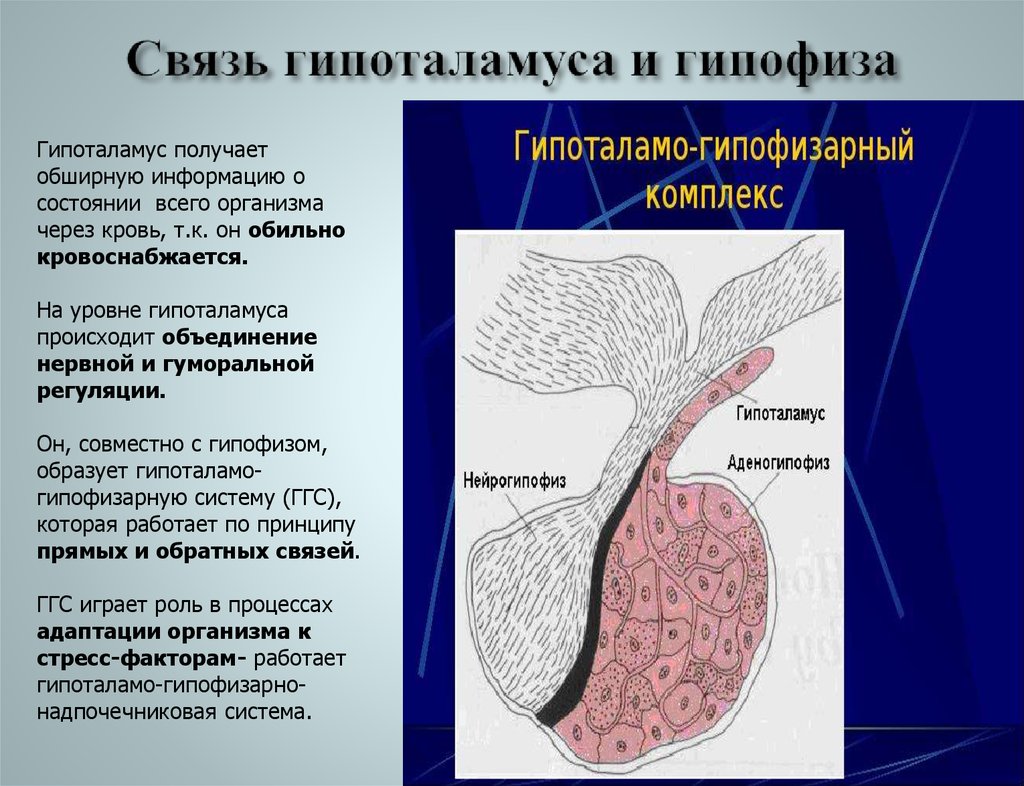 Аденогипофиз