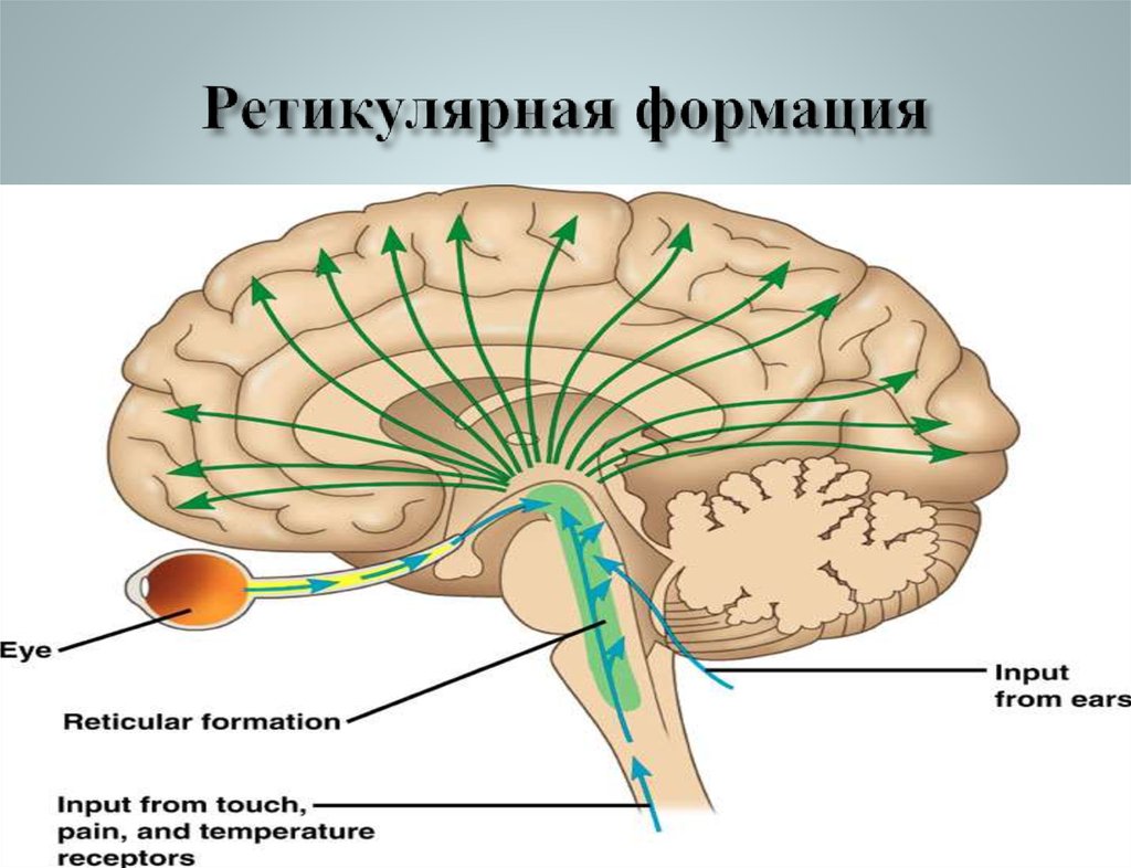 Ретикулярная формация фото