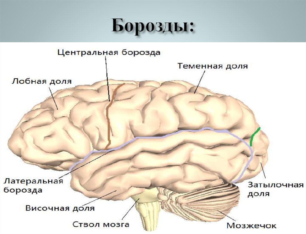 Борозды мозга