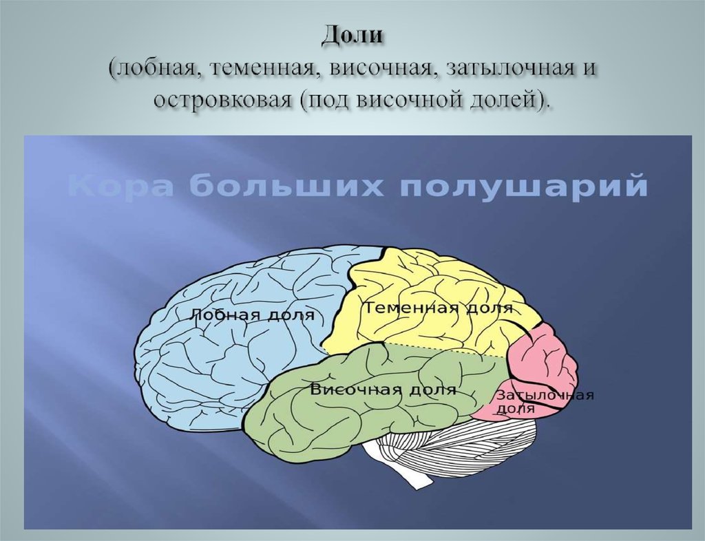 Височная затылочная теменная