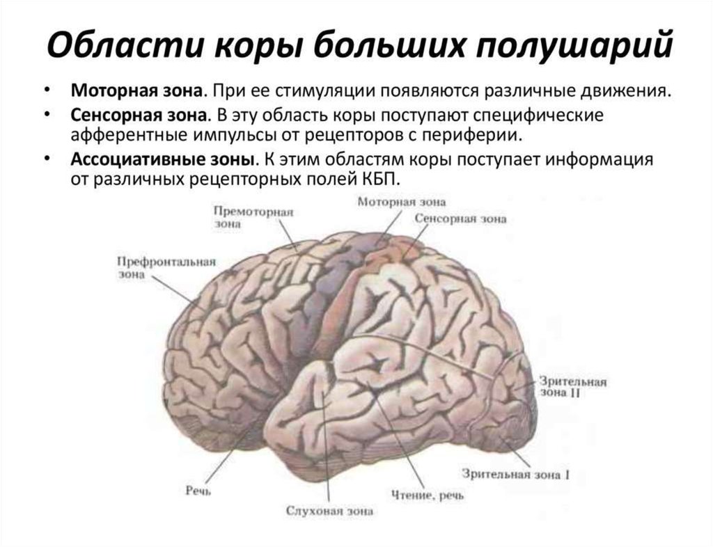 Мозг зрительная зона. Сенсорные моторные и ассоциативные зоны коры больших полушарий. Сенсорные, моторные, ассоциативные области коры больших полушарий.. Двигательная зона коры больших полушарий. Сенсорные зоны коры функции.