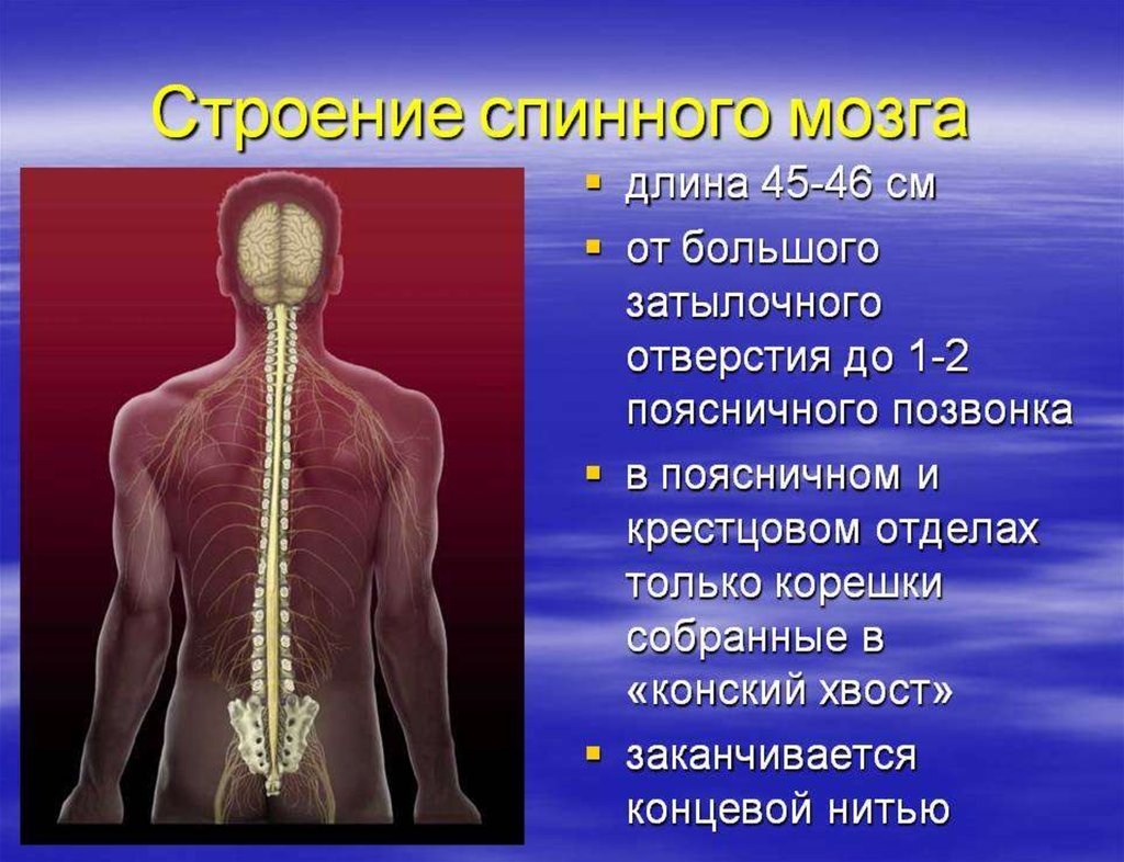 Расположение отделов спинного мозга. Спинной мозг. Место расположения спинного мозга. Строение спинного мозга человека. Позвоночник и спинной мозг.