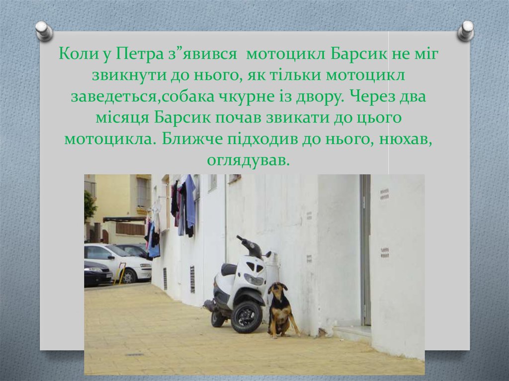 Коли у Петра з”явився мотоцикл Барсик не міг звикнути до нього, як тільки мотоцикл заведеться,собака чкурне із двору. Через два
