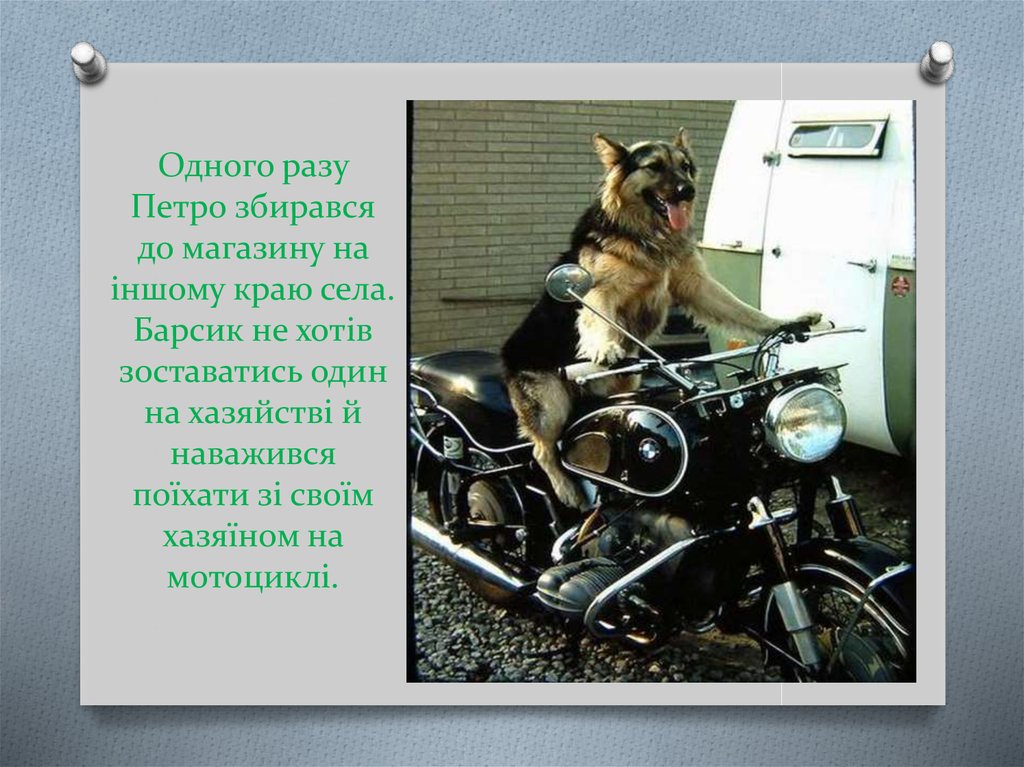 Одного разу Петро збирався до магазину на іншому краю села. Барсик не хотів зоставатись один на хазяйстві й наважився поїхати