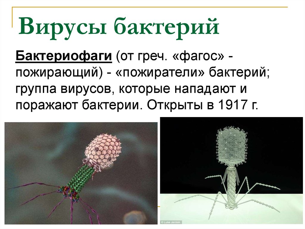 Вирусы группа микроорганизмов. Вирус бактериофаг. Название вирусов и бактерий. Вирусы бактерий называют. Бактериофаг и бактерия.