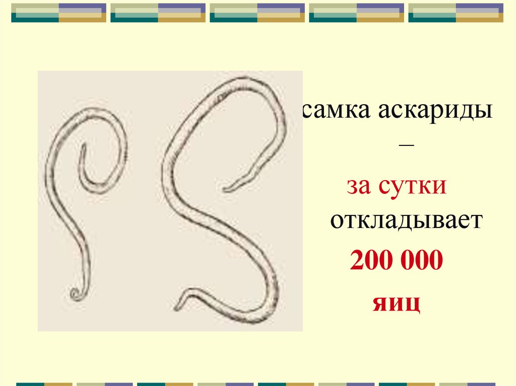 Самка аскариды. Аскариды откладывают до 200 000 яиц. Аскарида женская и мужская.