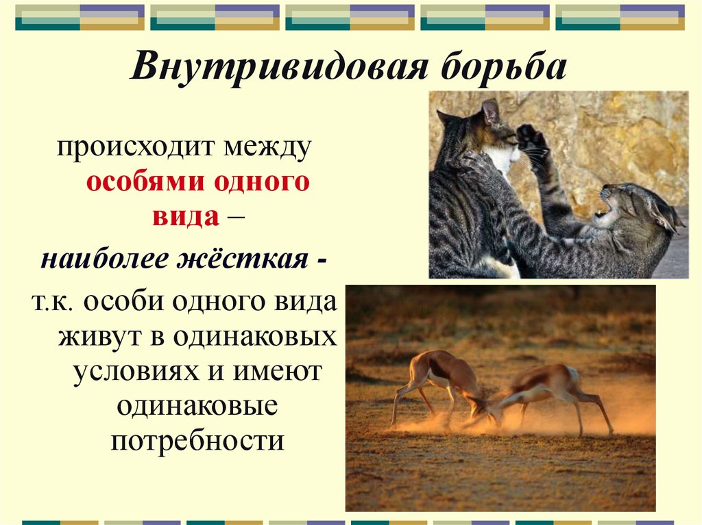 Внутривидовая конкуренция примеры животных