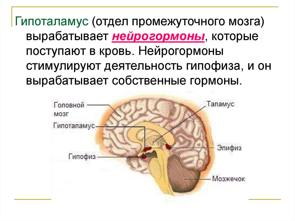 Гормоны вырабатываемые мозгом. Промежуточный мозг гипофиз эпифиз. Анатомия человека гипофиз и гипоталамус. Строение мозга таламус гипоталамус. Строение головного мозга гипоталамус.