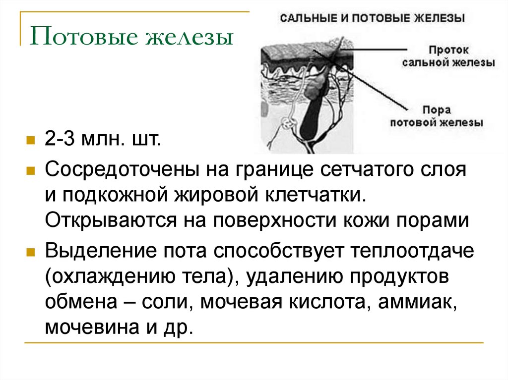 В каком слое расположены потовые железы. Строение потовой железы. Строение потовых и сальных желез. Потовые железы выделение. Таблица потовые и сальные железы.