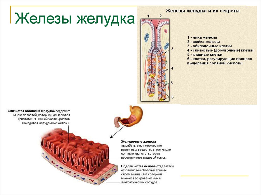 Строение желез желудка