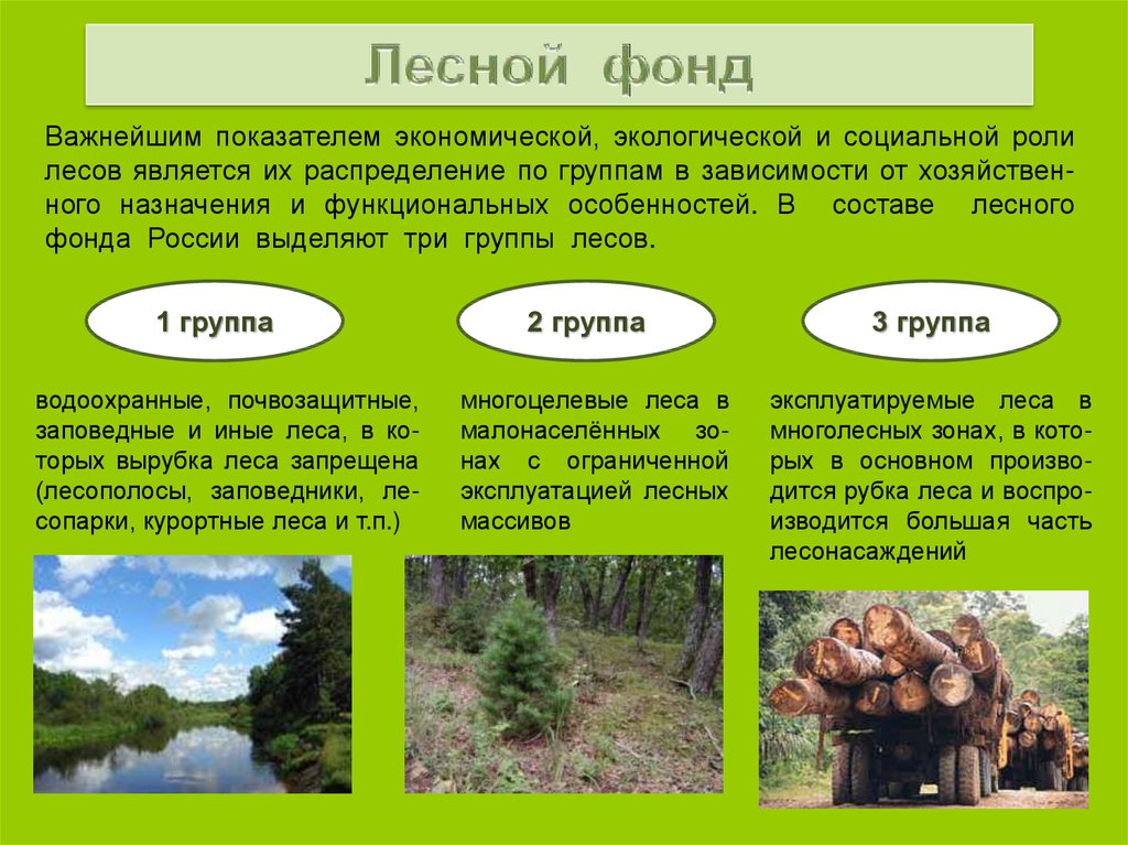Три группы лесов. Группы лесов лесного фонда. Лесной фонд РФ. Три группы лесов в Лесном фонде. Лесной фонд РФ группы.