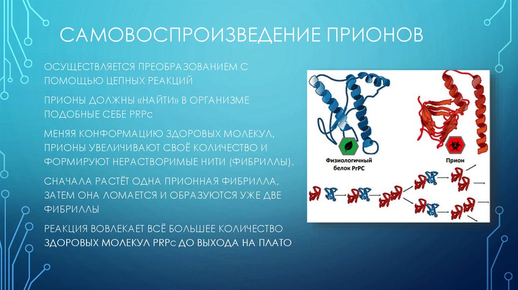 Презентация на тему прионы