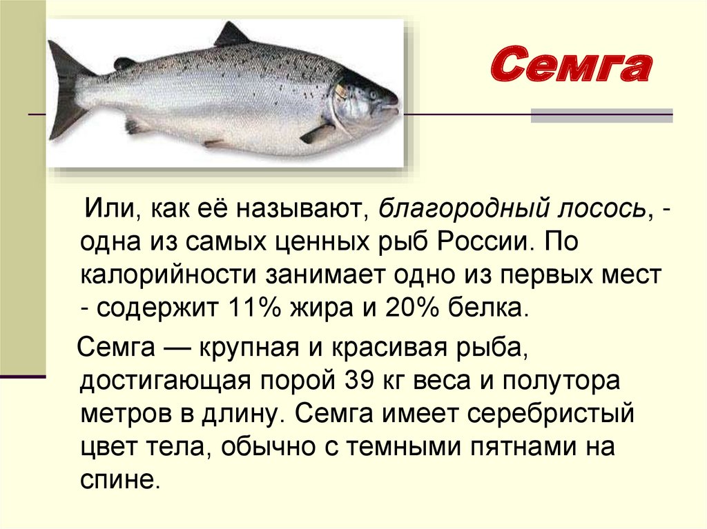 Какая рыба вредна. Дальневосточная рыба семейства лососевых чавыча. Сообщение о рыбе семге. Семга доклад. Семга описание.