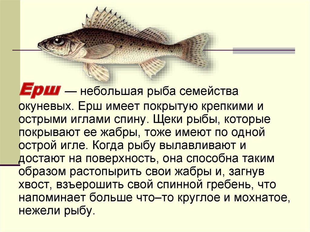 Особенности рыб 2 класс. Рыба Ерш сообщение. Ерш рыба описание для детей. Рыба Ерш доклад. Короткое описание рыбы.