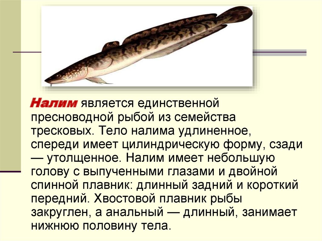 К какому семейству относится рыба. Налим описание рыбы. Налим семейство тресковых. Налим характеристика рыбы. Налим относится к семейству.