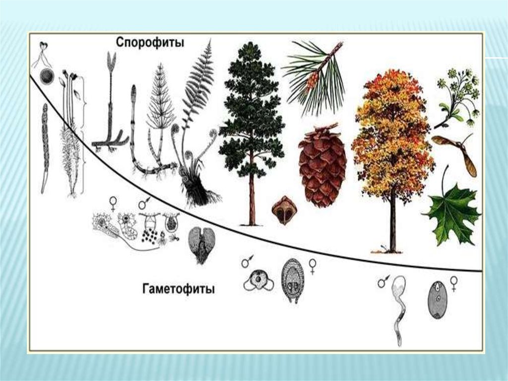 Спорофит и гаметофит картинка