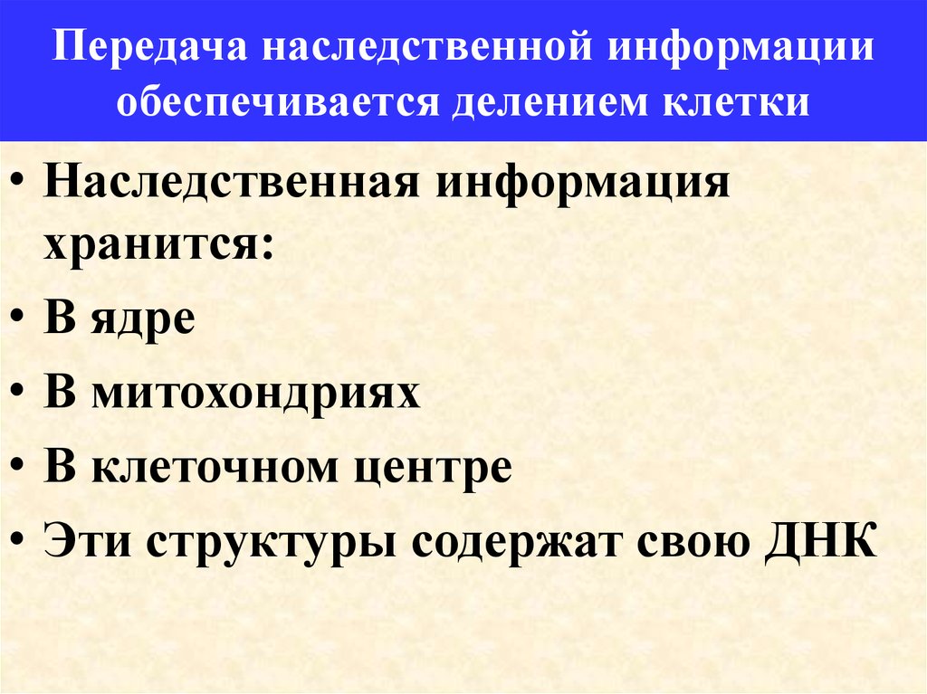 Хранит и передает наследственную информацию