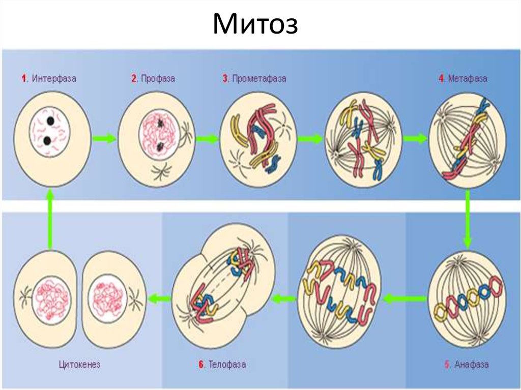 Деление клетки митотический цикл. Жизненный цикл клетки митоз схема. Фазы митоза схема. Схема клеточного цикла митоза. Интерфаза митоза и мейоза.