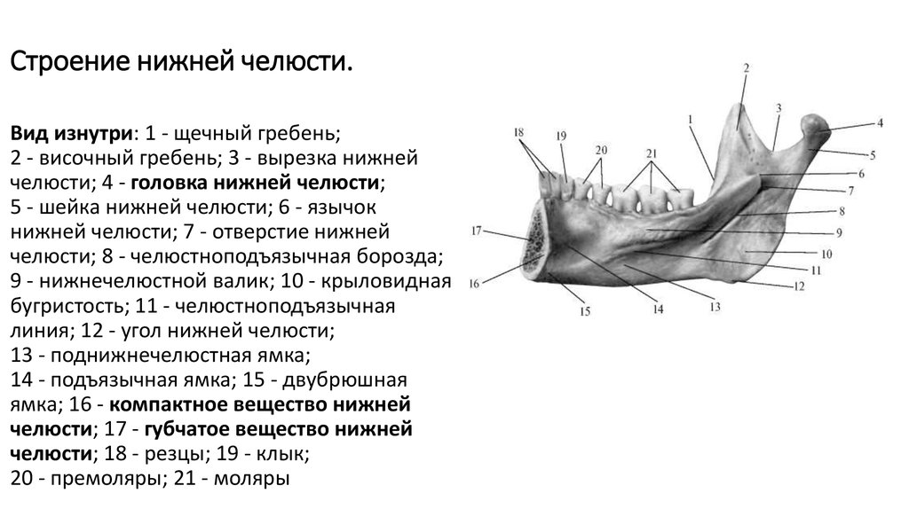 Строение верхнего