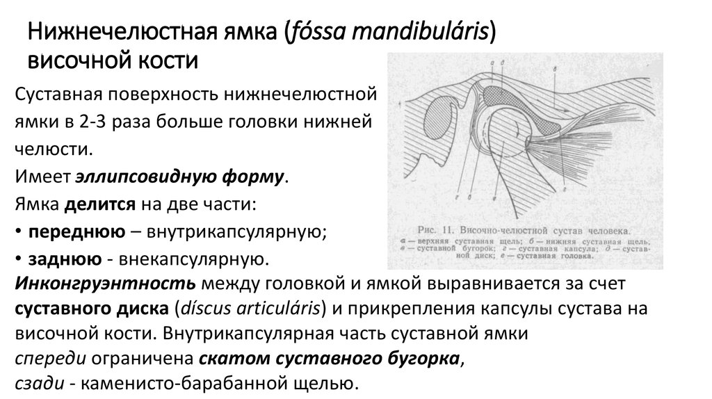 Височно нижнечелюстной