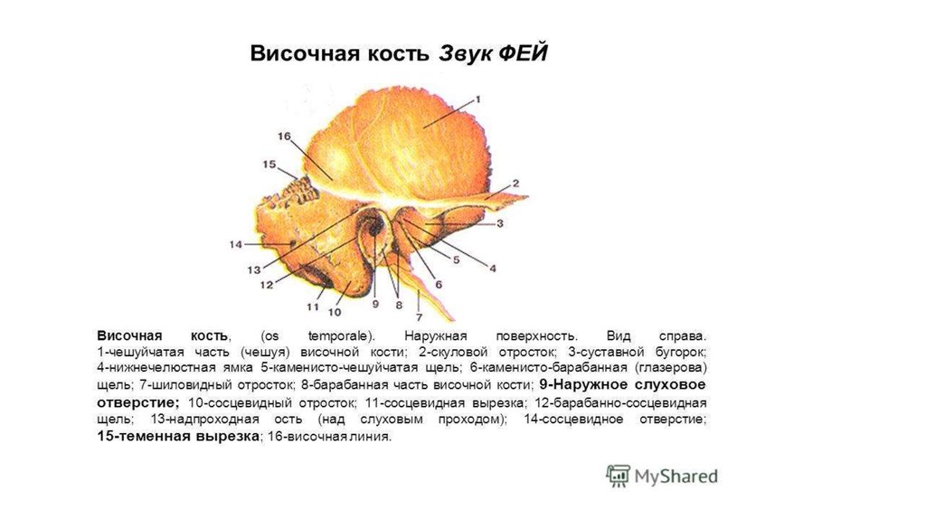 Височной кости латынь