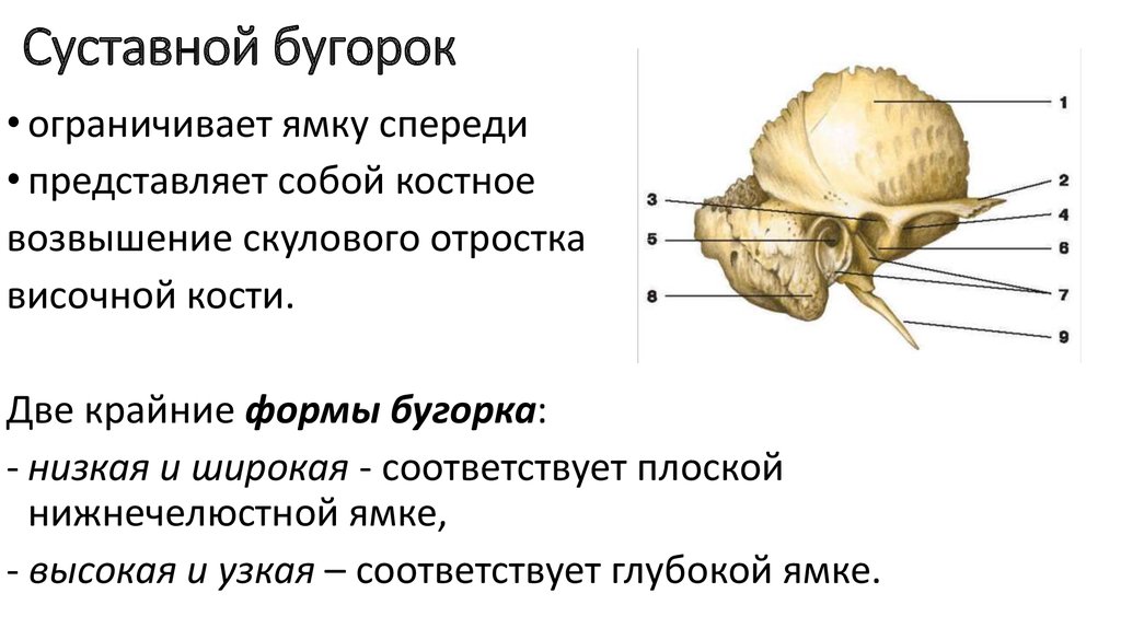 Бугорки кости