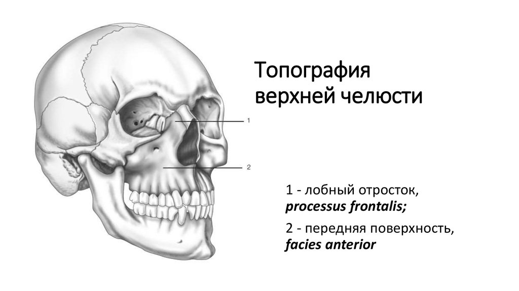 Клыковая ямка. Верхняя челюсть анатомия строение. Клыковая ямка верхней челюсти. Топография верхней челюсти.