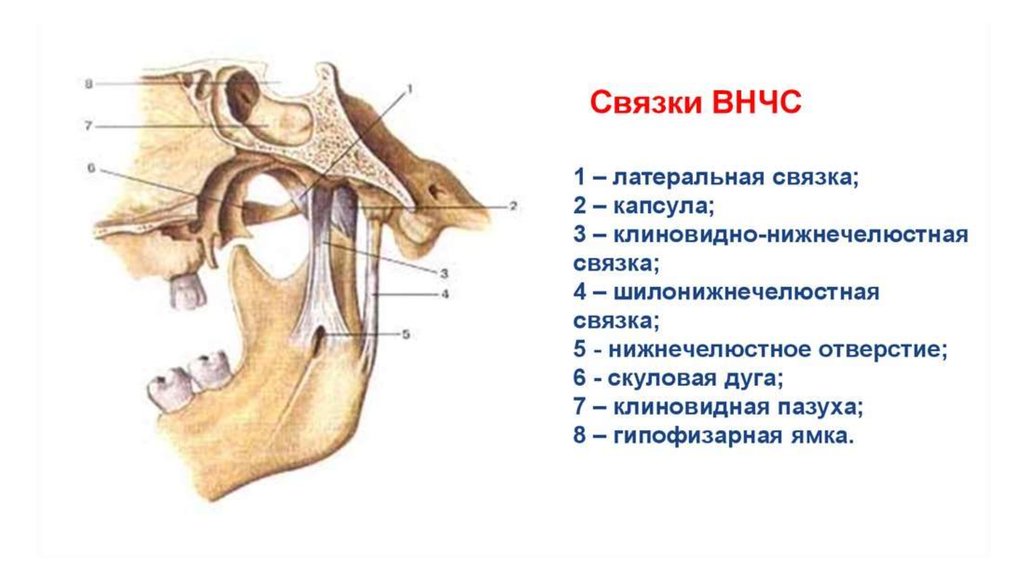 Нижнечелюстной сустав. Внекапсульные связки височно нижнечелюстного сустава. Связки ВНЧС анатомия. Височно челюстной сустав связки. Связочный аппарат ВНЧС.