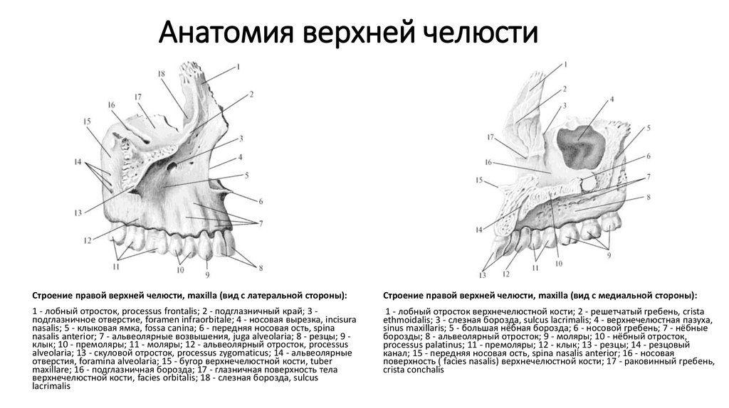 Клыковую ямку. Верхняя челюсть анатомия строение вид снизу. Небный отросток верхней челюсти анатомия. Строение верхней и нижней челюсти анатомия. Строение верхней челюсти изнутри.