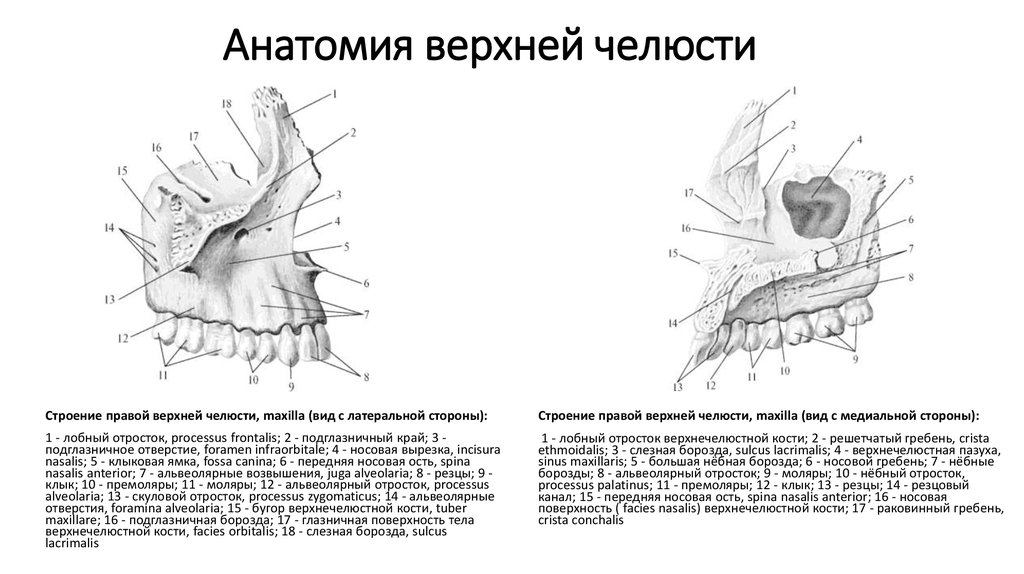 Альвеолярный гребень нижней. Верхняя челюсть анатомия строение вид снизу. Верхняя челюсть анатомия небный отросток. Части верхней челюсти анатомия. Строение верхней и нижней челюсти анатомия.