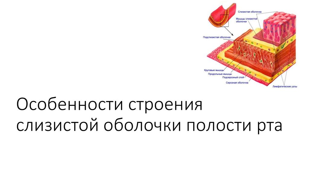 Особенности строение сопр. Строение слизистой оболочки. Строение слизистой оболочки полости рта. Особенности строения слизистой оболочки полости рта у детей.