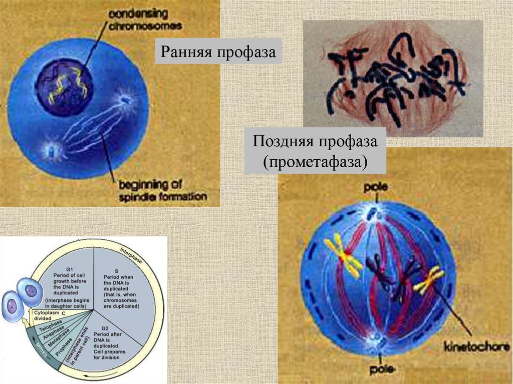 Интерфаза ядро. Поздняя профаза промета фазы метафазы. Поздняя профаза прометафаза. Ранняя и поздняя профаза. Ранняя профаза.