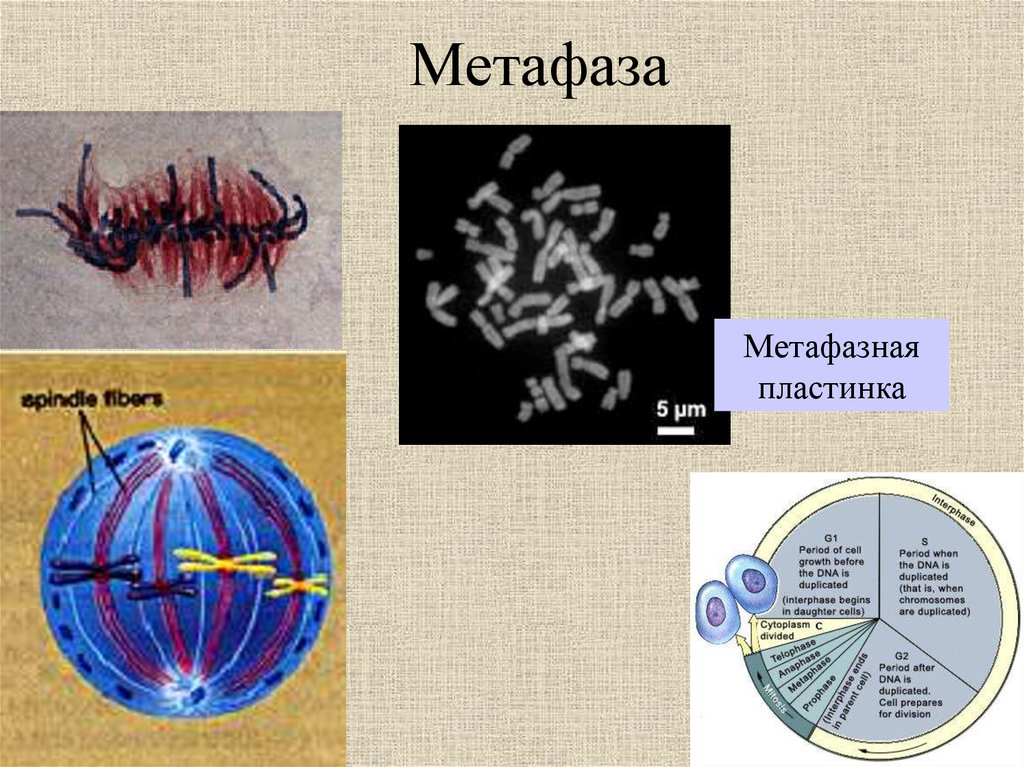 Изучение фаз митоза на фиксированном препарате метод. Метафазная пластинка митоз микроскоп. Метафазная пластинка. Метафаза метафазная пластинка. Метафазная пластинка метафаза 1.