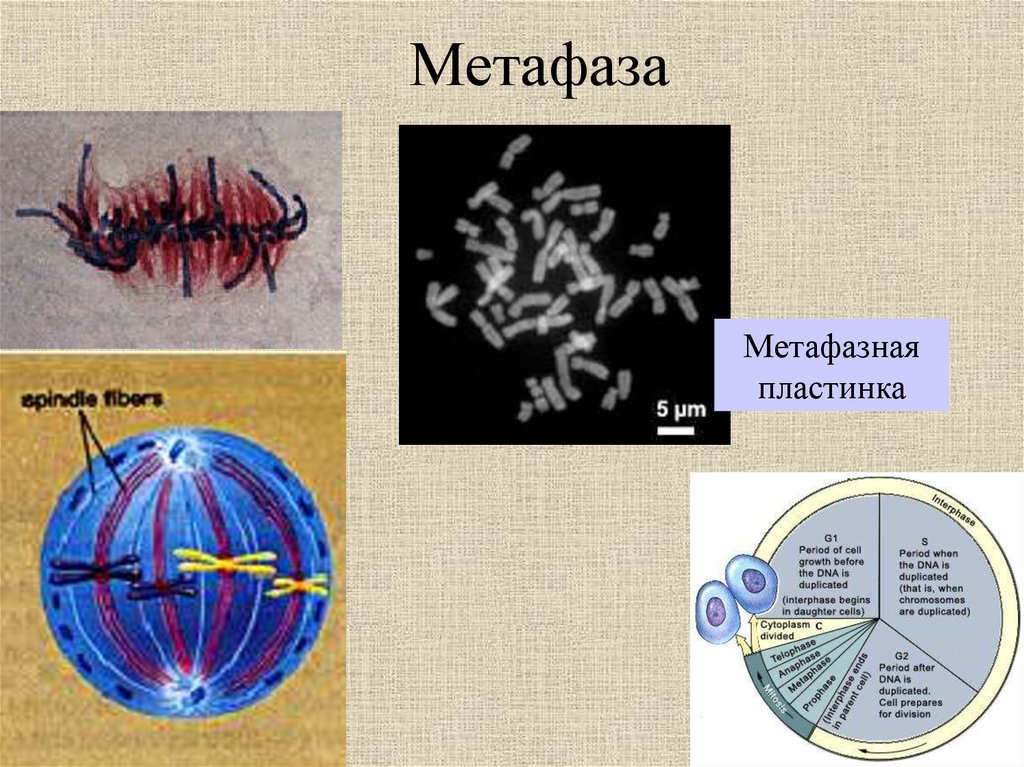 Метафазная пластинка. Метафаза метафазная пластинка. Мнтафазнвя пластинках. Метафазная пластинка образуется в. Метафазная пластинка в митозе.