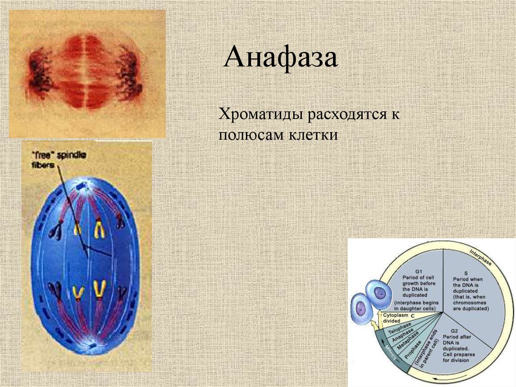 Анафаза клетки. Хроматиды в анафазе митоза. Хроматиды расходятся к полюсам клетки. Расхождение хроматид к полюсам клетки. Деление клетки анафаза.