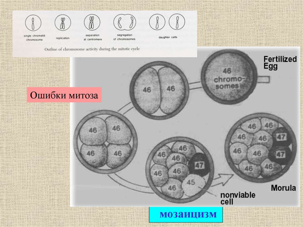 Мозаицизм. Генетический мозаицизм у людей. Мозаицизм при хромосомных болезнях. Мозаик генетика.