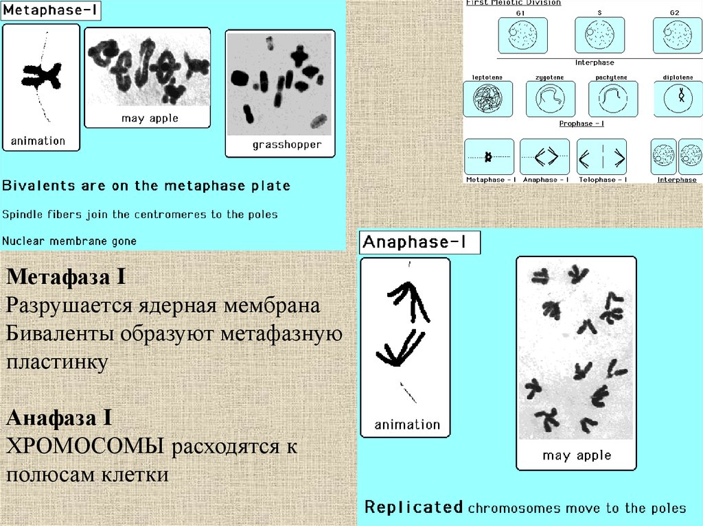 Хромосомы расходятся. Хромосомы образуют метафазную пластинку. Профаз метафазная платина. Профаза метафаза анафаза. Метафазная мембрана.