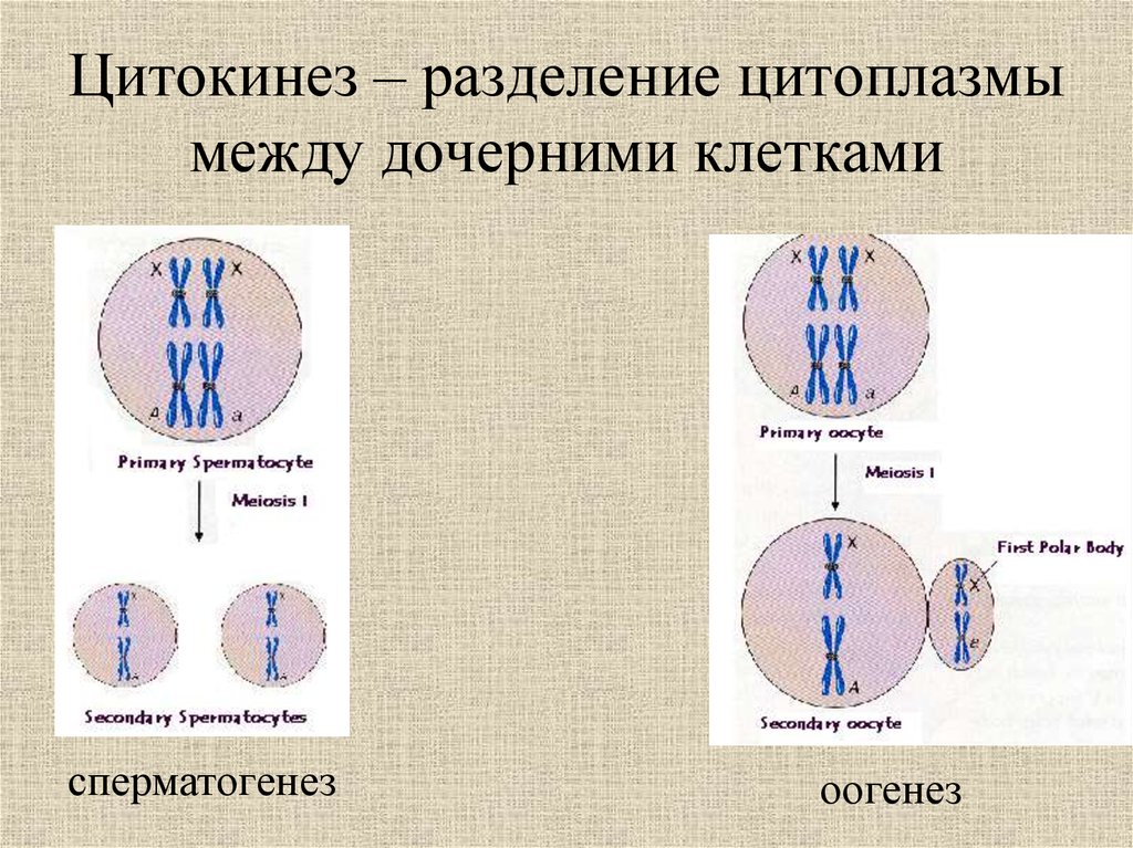 В соматических клетках после митоза. Цитокинез. Разделение цитоплазмы цитокинез. Фазы деления клетки цитокинез. Деление цитоплазмы митоз фаза.