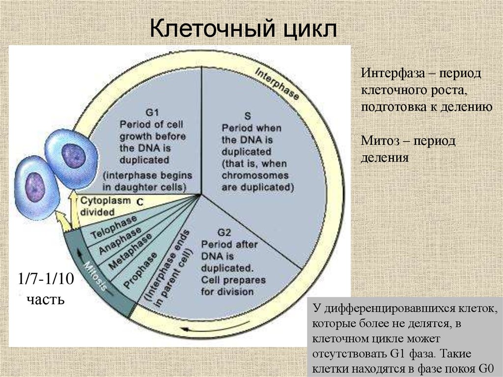 Клеточный цикл рисунок егэ