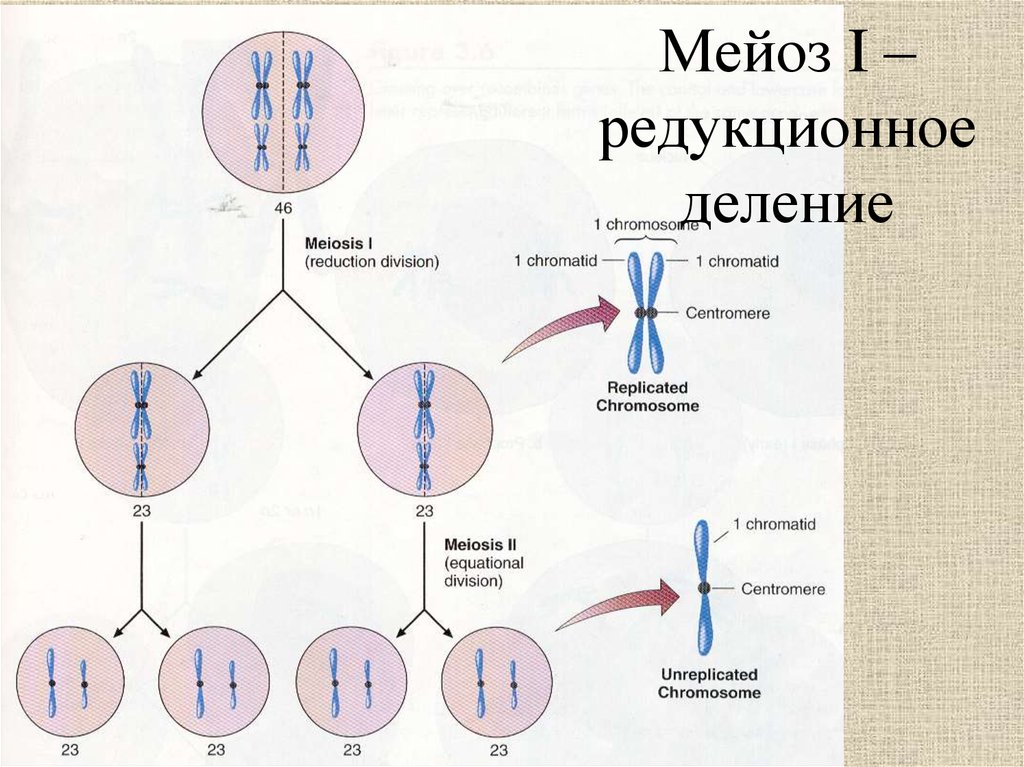 Мейоз в картинках