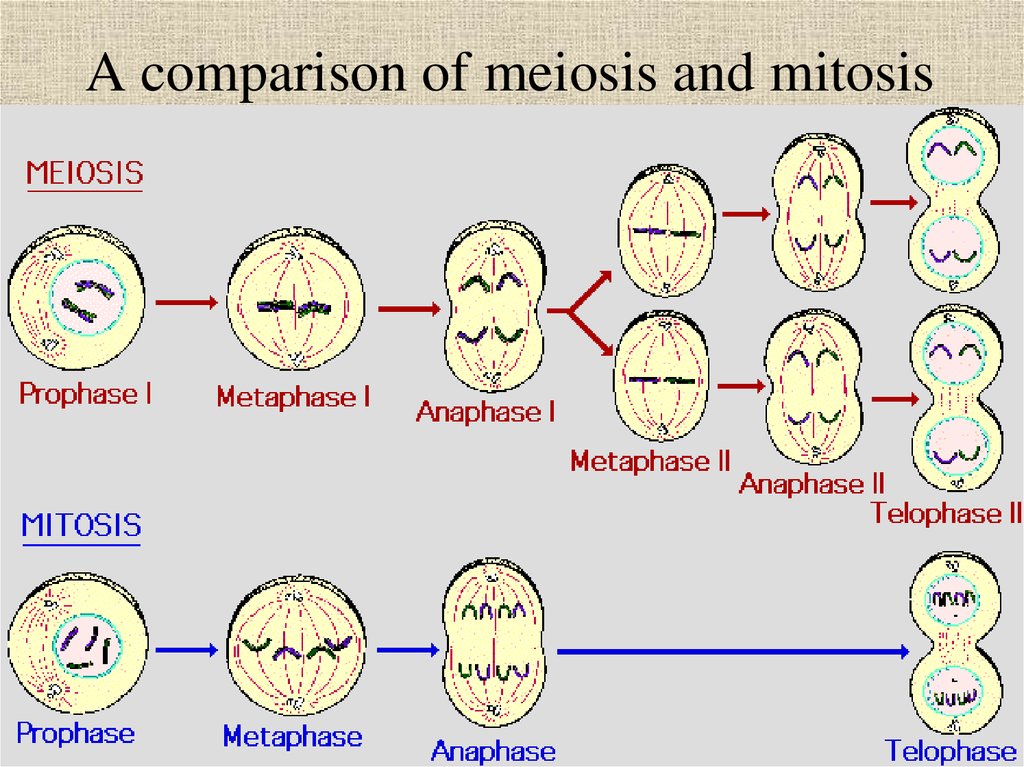 Митоз и мейоз цикл