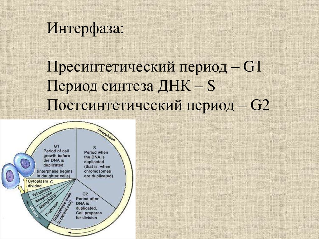 Какой цифрой на рисунке отмечен постсинтетический период жизненного цикла клетки