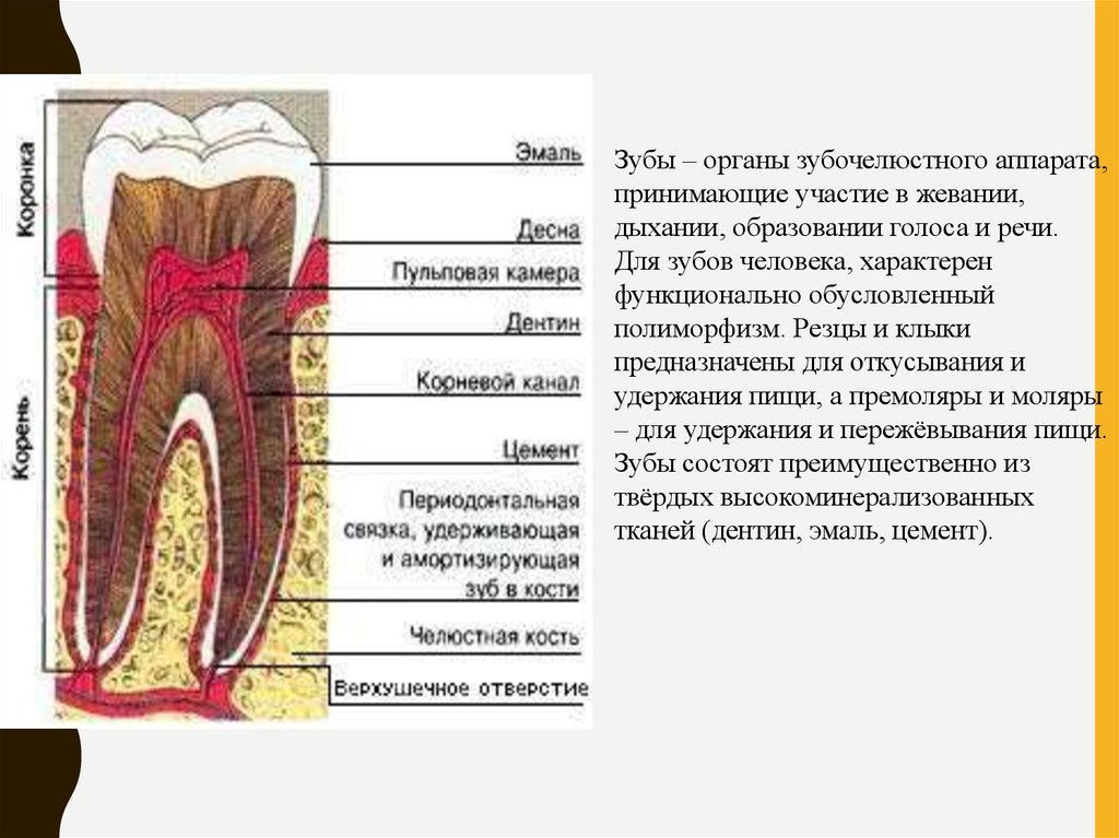 Какую функцию выполняет коронка зуба. Анатомическое строение зуба гистология. Клиническое строение зуба.